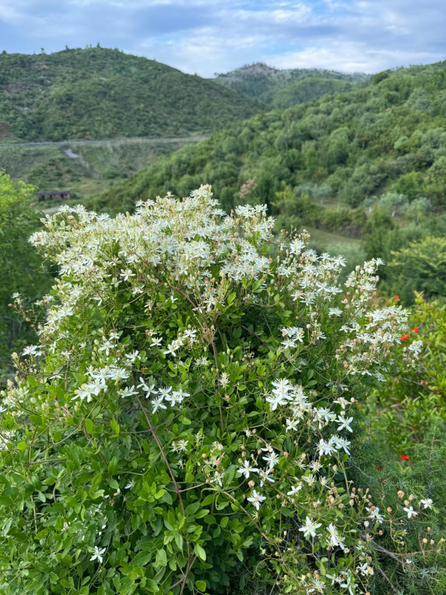 Qyteza Guest House & Camping Shkodër Dış mekan fotoğraf